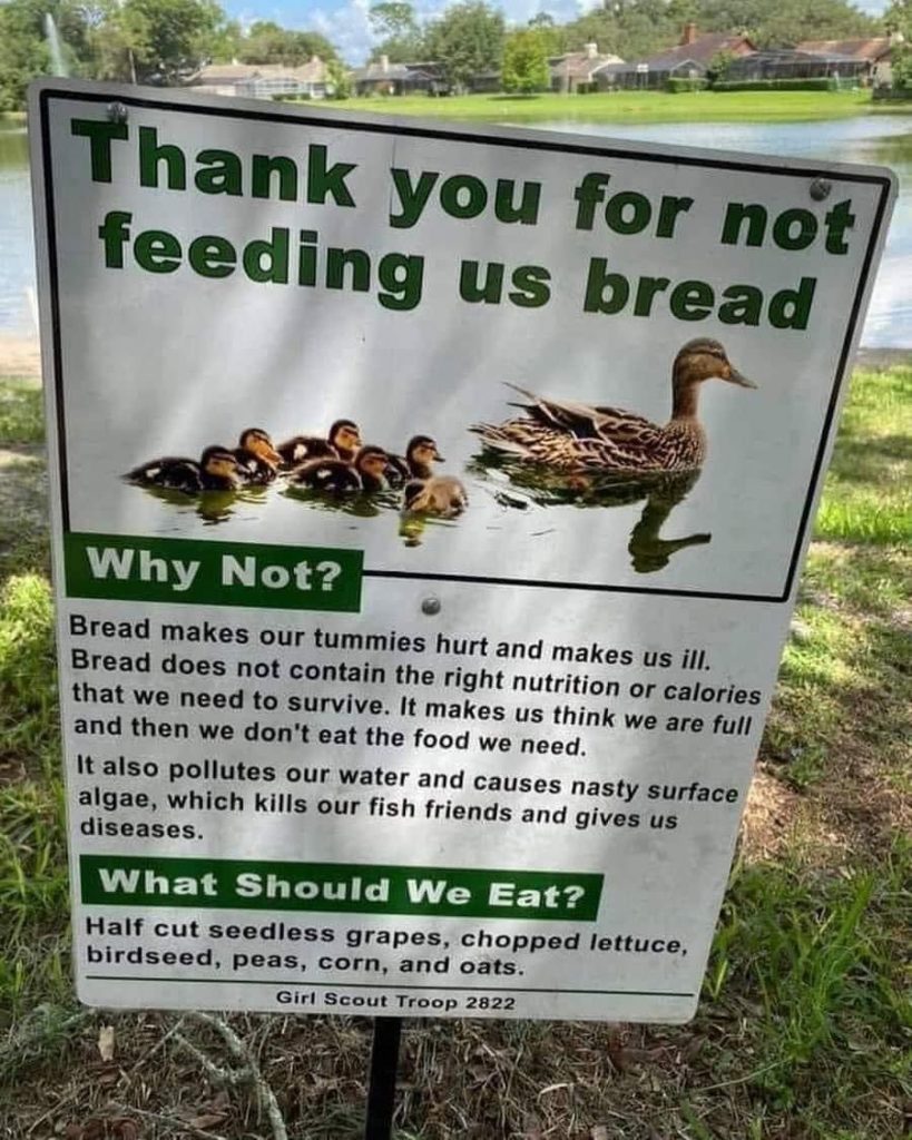 Feeding Ducks